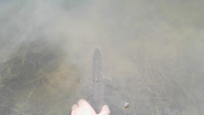Northern Pike — Neris River