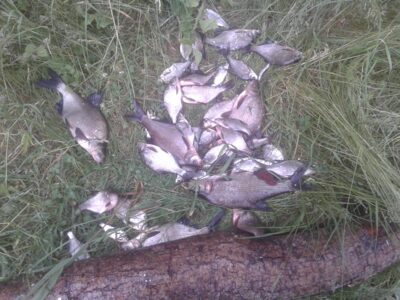 Carp bream — Lydekis