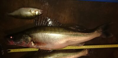 Pike perch, 2.5 kg — Kuršių