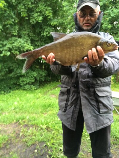 Carp bream — Dringis