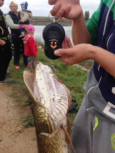 Northern Pike, 6.5 kg — Šakynos