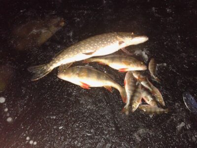 Eurasian perch — Saladis