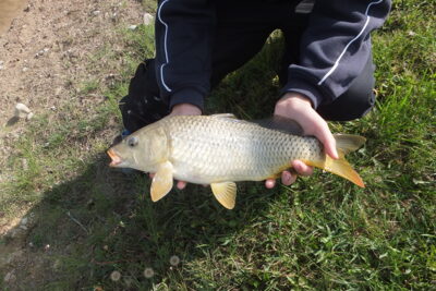 Carp, 1.1 kg