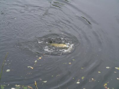 Northern Pike, 1.2 kg — Vyžuona