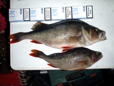 Eurasian perch, 1.2 kg — Träsksjön
