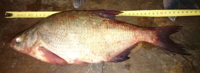 Carp bream, 1.0 kg — Kuršių