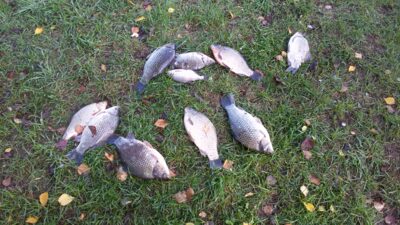 Sidabrinis karosas ×8 — Neman River