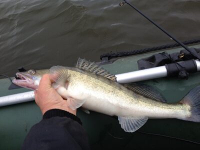 Pike perch, 1.3 kg — Neman River