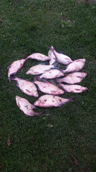 Carp bream ×13 — Kuršių