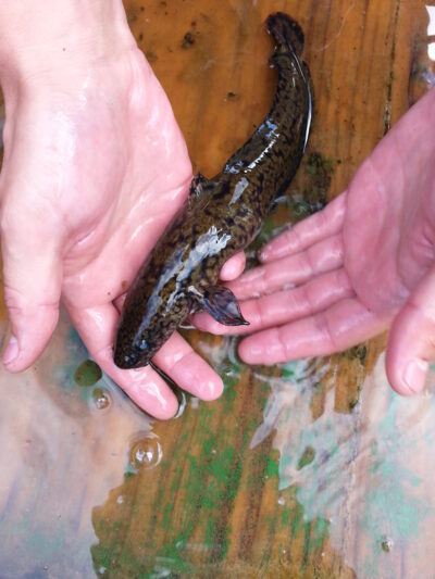 Burbot