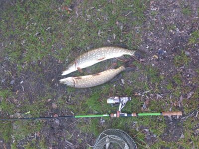 Northern Pike, 2.6 kg