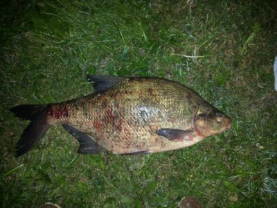 Carp bream, 4.5 kg — Akmenių