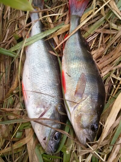 Eurasian perch