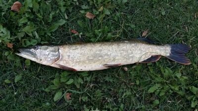 Northern Pike, 1.9 kg — Sidabravo