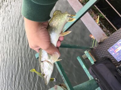 Northern Pike, 0.8 kg — Prabaudos