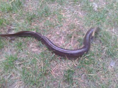 European eel