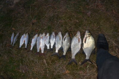 Carp bream ×6 — Veisiejis