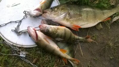 Eurasian perch, 1.0 kg