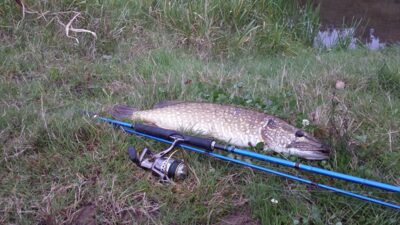 Northern Pike, 2.4 kg — Šventoji