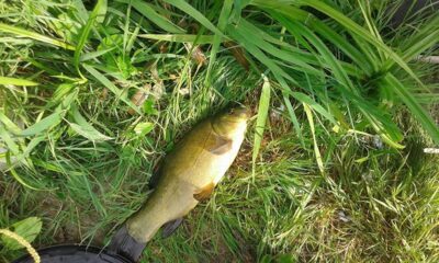 Tench, 0.8 kg