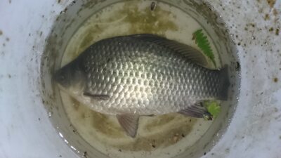 Prussian carp, 0.5 kg — Sujainių