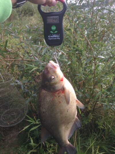 Carp bream, 2.5 kg — Neris River