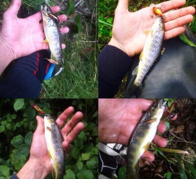 Brown Trout ×4