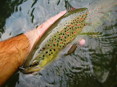 Brown Trout, 1.2 kg