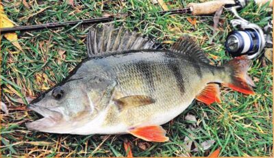 Eurasian perch, 0.9 kg — Dreverna