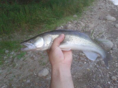 Pike perch, 0.6 kg — Neman River