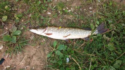 Northern Pike, 0.6 kg — Bubių