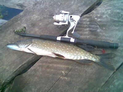 Northern Pike, 1.3 kg — Mielaičių