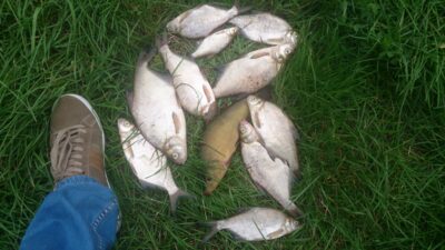 Carp bream ×10 — Marijampolės II-asis