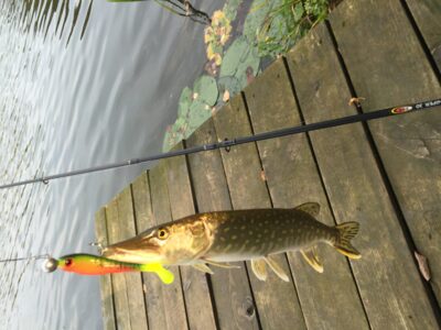 Northern Pike, 1.3 kg — Prabaudos