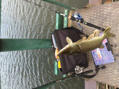 Northern Pike, 1.2 kg — Prabaudos
