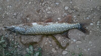 Northern Pike, 1.6 kg — Gaižėnų