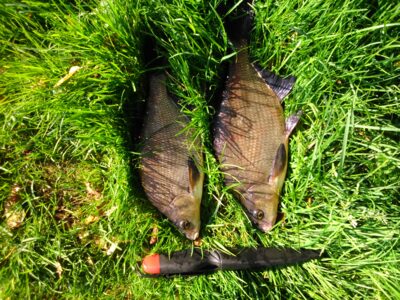 Carp bream, 0.5 kg — Gauštvinis