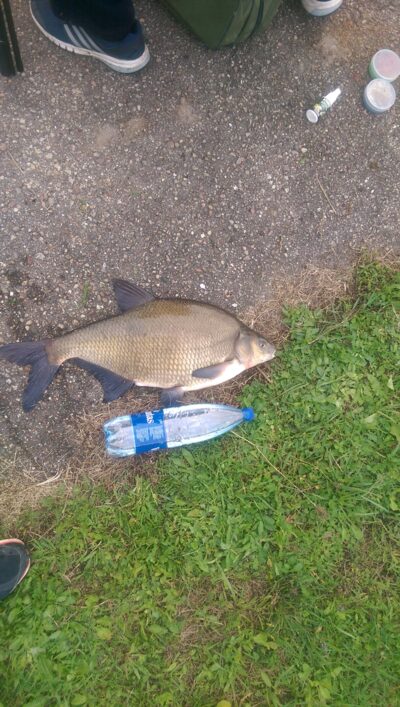 Carp bream, 3.5 kg