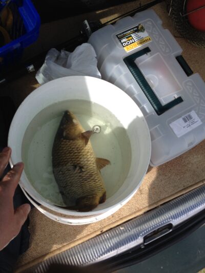 Carp, 1.0 kg