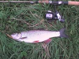 Zarte, 1.2 kg