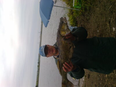 Pike perch, 5.5 kg