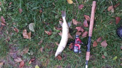 Northern Pike — Gulbinas