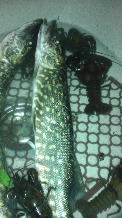 Northern Pike, 1.0 kg — Asveja
