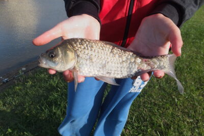 Crucian carp, 0.3 kg