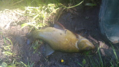 Tench, 0.8 kg — Eketė