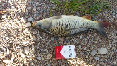 Carp, 1.2 kg