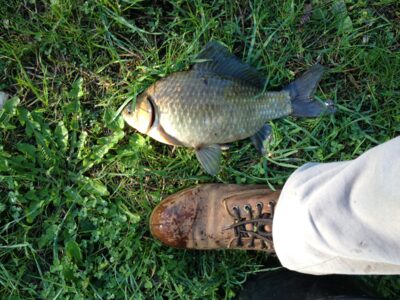 Crucian carp, 1.0 kg