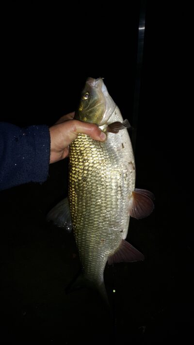 Ide, 1.8 kg