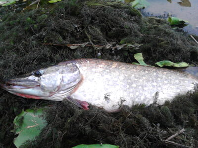 Northern Pike, 4.2 kg — Neman River
