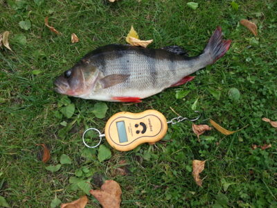 Eurasian perch, 0.6 kg — Pašiaušės I-asis